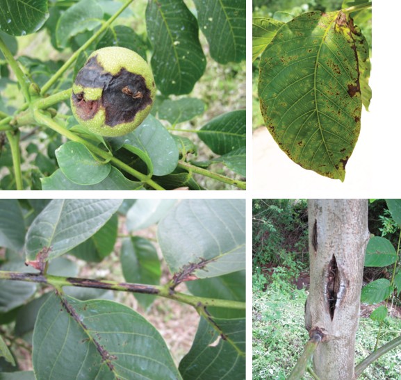 호두나무 갈색썩음병