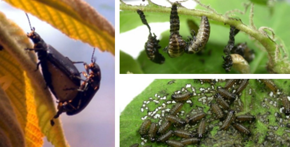 호두나무잎벌레