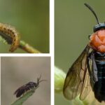 홍가슴루리등에잎벌