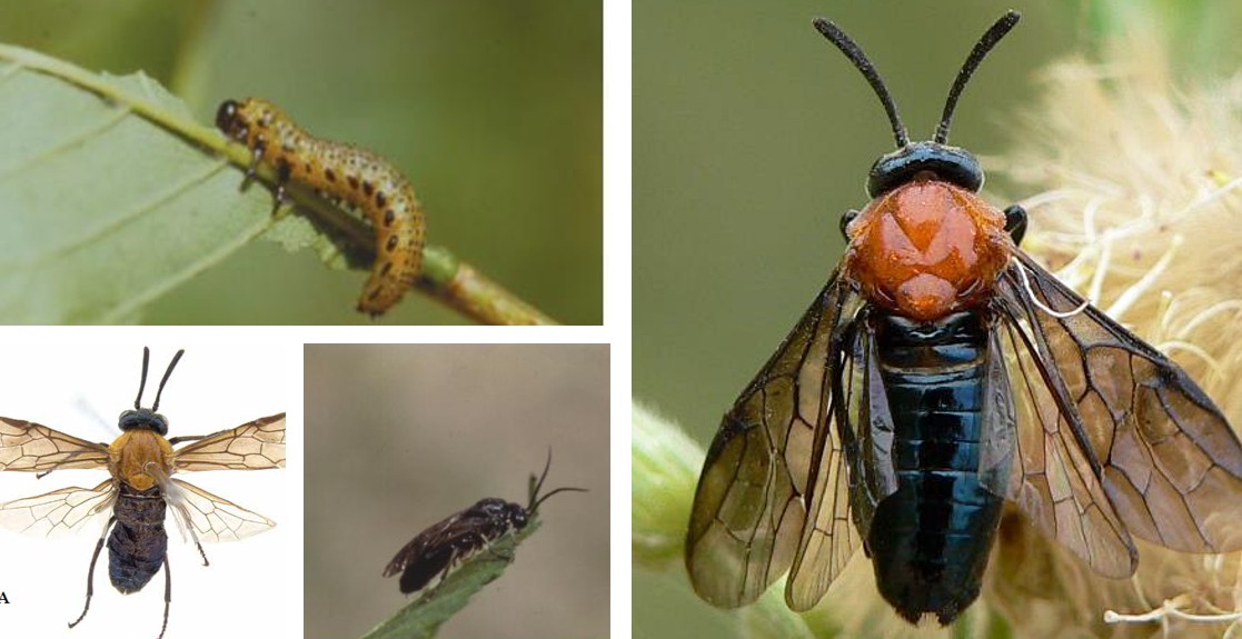 홍가슴루리등에잎벌