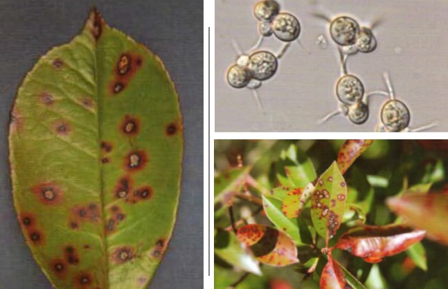 홍가시나무 점무늬병