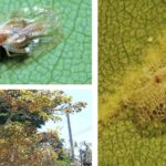 후박나무방패벌레