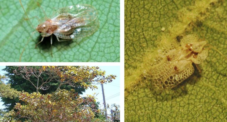 후박나무방패벌레