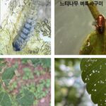 느티나무벼룩바구미