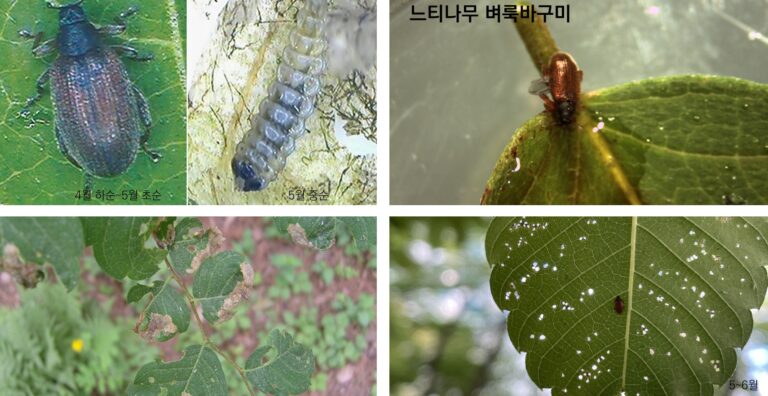 느티나무벼룩바구미