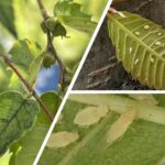 느티나무알락진딧물