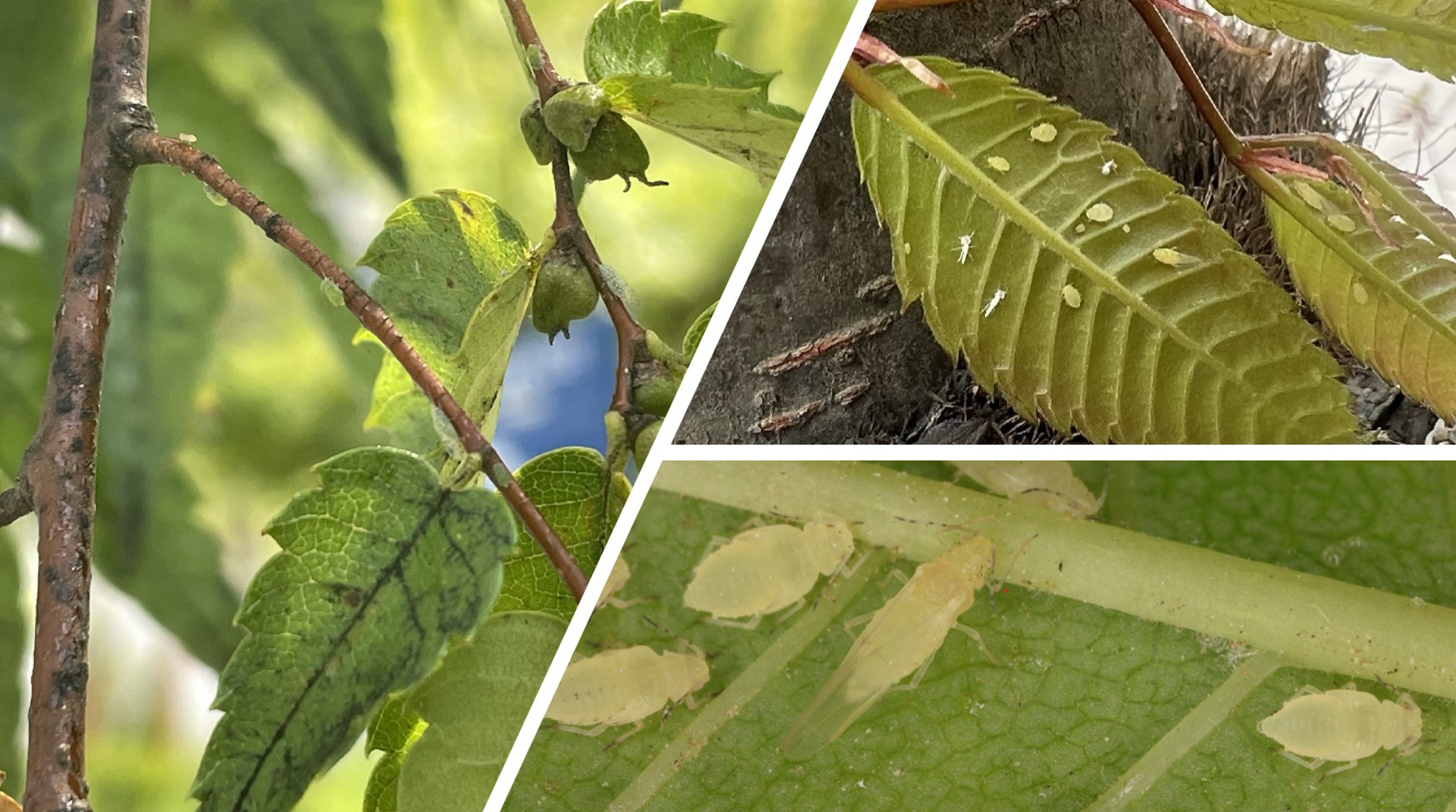 느티나무알락진딧물