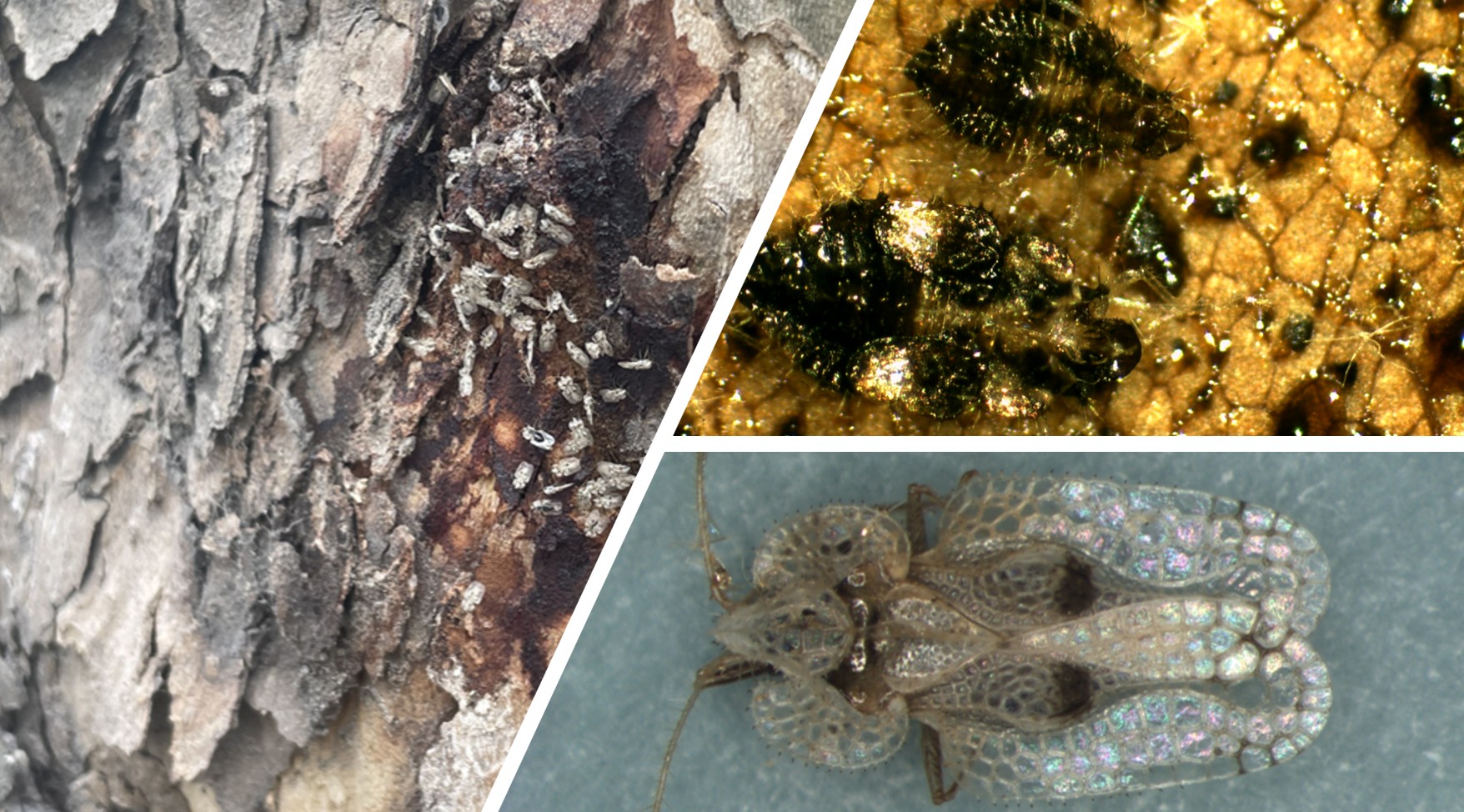 버즘나무방패벌레