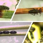 소나무 호리왕진딧물