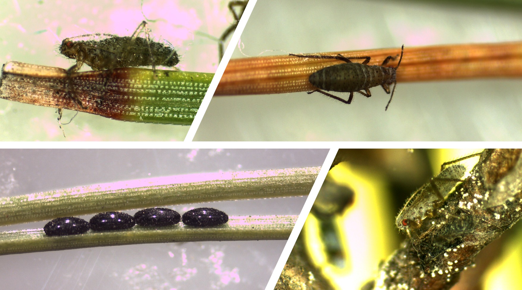 소나무 호리왕진딧물