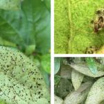 진달래방패벌레