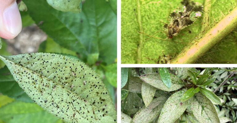 진달래방패벌레